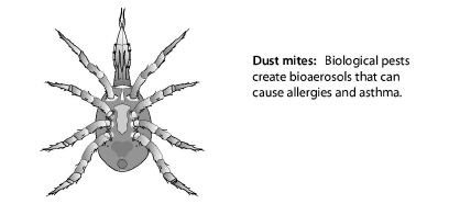 dust_mite.jpg